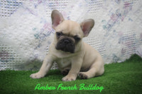 Amber Female AKC French Bulldog $1300