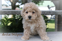 Archie Male Shihpoo $595