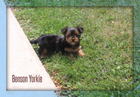 Benson Male Yorkshire Terrier $950