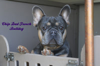 Almond Female AKC French Bulldog $1200