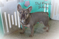 Spottie Male AKC French Bulldog $1900