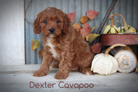 Dexter Male Cavapoo $625