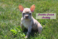 Freckles Male AKC French Bulldog $1900