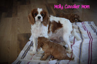 Piper Male AKC King Charles Cavalier $700