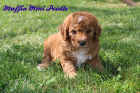 Muffin Male AKC Mini Poodle $695