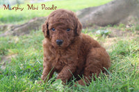 Murphy Male AKC Mini Poodle $695