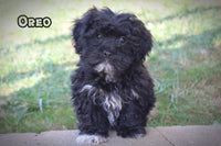 Oreo Male Bichapoo $525