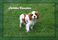 Pebbles Male Cavalier $225