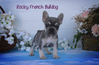 Rocky Male AKC French Bulldog $1600