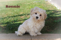 Ronnie Male Bichapoo $525