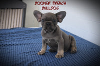 Boomer Male AKC French Bulldog $1650