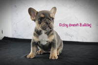 Daisy Female AKC French Bulldog $1700