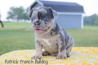 Patrick Male AKC French Bulldog $2000
