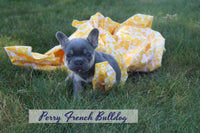 Perry Male AKC French Bulldog $1300
