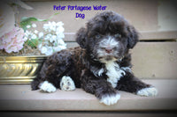 Peter Male AKC Portuguese Water Dog $1300