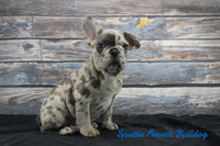 Spottie Male AKC French Bulldog $1900