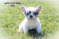 Spottie Male AKC Fluffy French Bulldog $2800