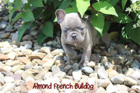 Almond Female AKC French Bulldog $1900