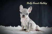 Dolly Female AKC French Bulldog $1950