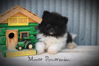 Moose Male Pomeranian $895