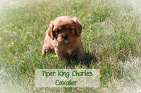 Piper Male AKC King Charles Cavalier $700