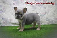 Rusty Male AKC French Bulldog $2600