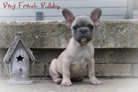 Benji Male AKC French Bulldog $2100