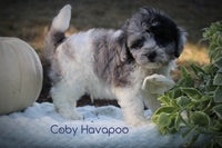 Coby Male Havapoo $995