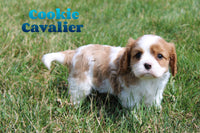 Cookie Male AKC King Charles Cavalier $600
