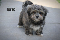 Eric Male Bichapoo $525