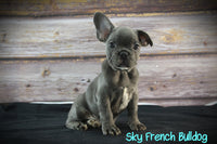 Sky Male AKC French Bulldog $1600