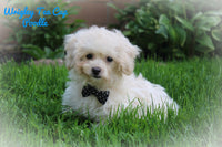 Wrigley Male Teacup Poodle $1500