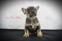 Lainey Female AKC French Bulldog $1700