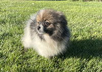 Sassy Female ACA Pomeranian $1500