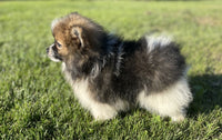 Sassy Female ACA Pomeranian $1500