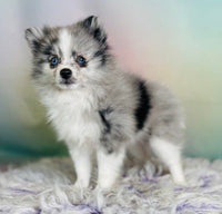 Sparkle Female ACA Pomeranian $1800