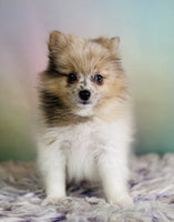 Crystal Female ACA Pomeranian $1800