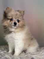 Crystal Female ACA Pomeranian $1800