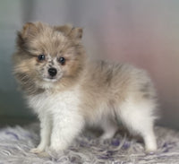 Crystal Female ACA Pomeranian $1250