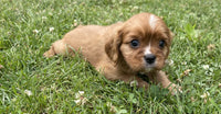cute cavalier puppy