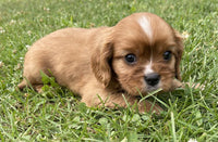 cute male cavalier puppy