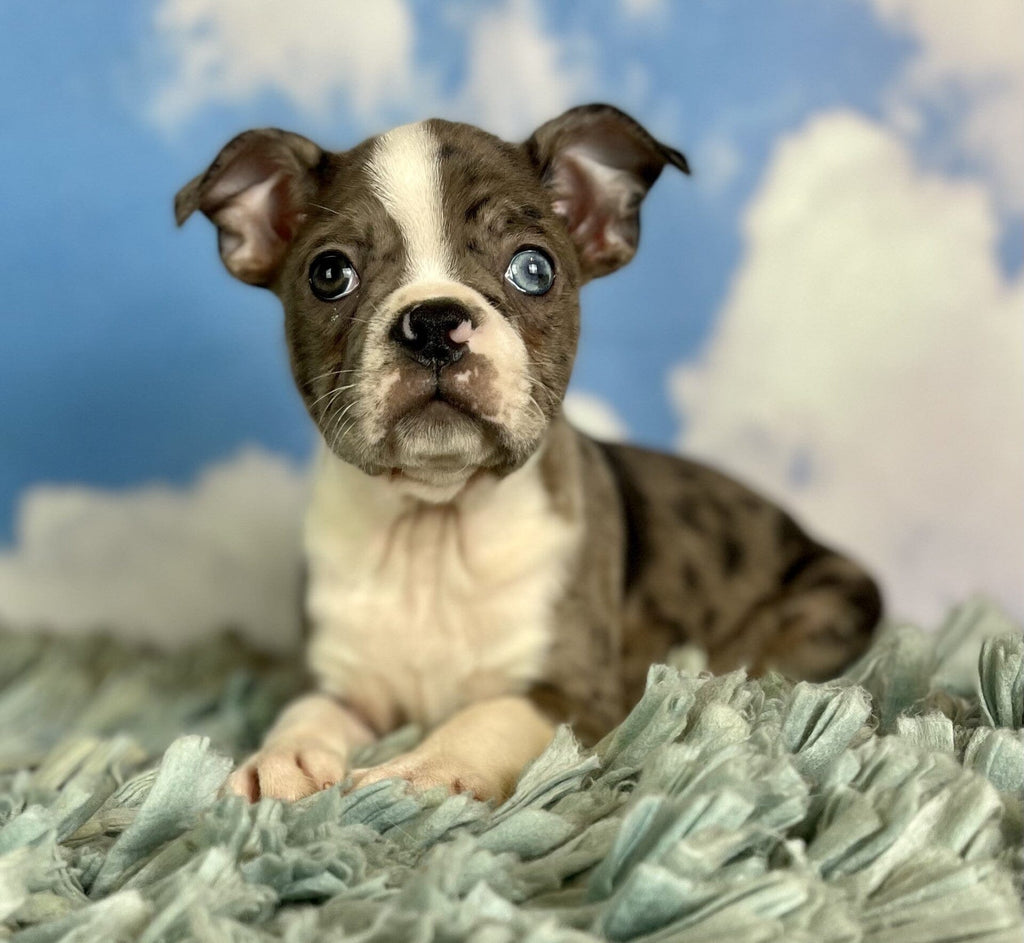 Samuel Male ACA Boston Terrier $1000