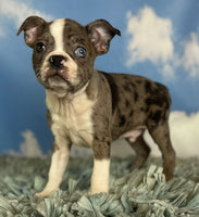 Samuel Male ACA Boston Terrier $1000