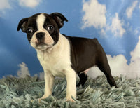 Ed Male ACA Boston Terrier $650