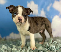 Sampson Male ACA Boston Terrier $1000