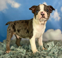 Sampson Male ACA Boston Terrier $1000