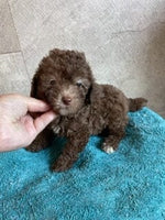 Frankie Male ACA Mini Poodle $800