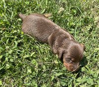 female mini dachshund