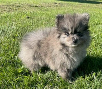Kira Female ACA Pomeranian $2200
