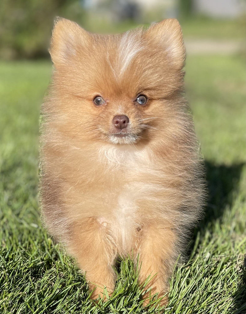 Neo Male ACA Pomeranian $1250